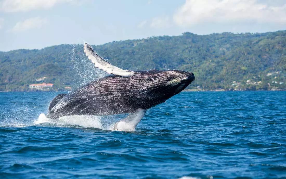 Ballena jorobada Samaná